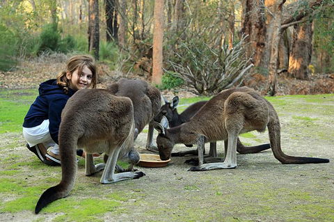 Yelverton Brook Conservation Sanctuary - Accommodation Georgetown 5