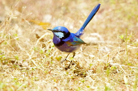 Yelverton Brook Conservation Sanctuary - Accommodation Georgetown 23