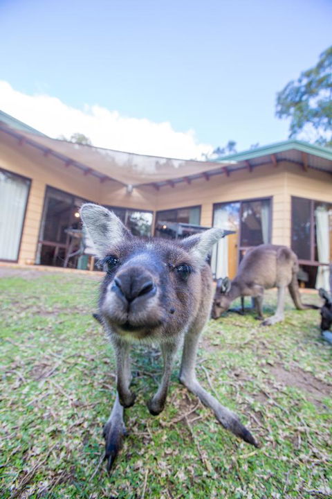 Yelverton Brook Conservation Sanctuary - Accommodation Georgetown 17