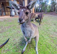 Yelverton Brook Eco Spa Retreat  Conservation Sanctuary - Accommodation Georgetown