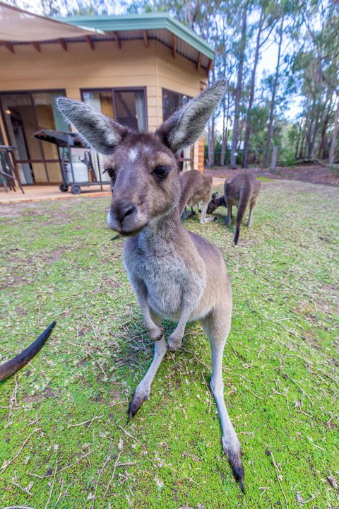 Yelverton Brook Conservation Sanctuary - Accommodation Georgetown 0