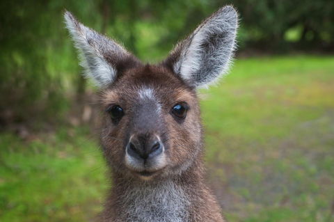 Yelverton Brook Conservation Sanctuary - Accommodation Georgetown 25