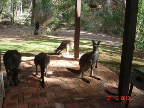 Yelverton Brook Conservation Sanctuary - Accommodation Georgetown 22