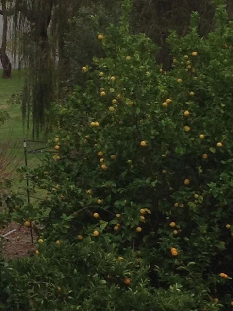 Bright & Beautiful Home On The Hills! - Accommodation Georgetown 34