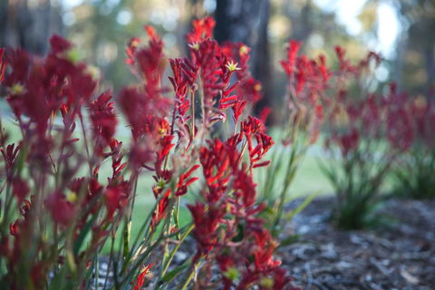 Amaroo Retreat & Spa - Accommodation Georgetown 16