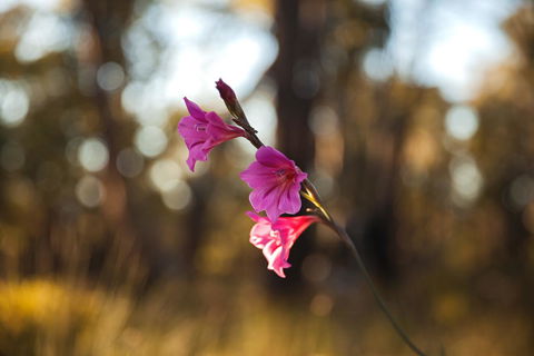 Amaroo Retreat & Spa - Accommodation Georgetown 14