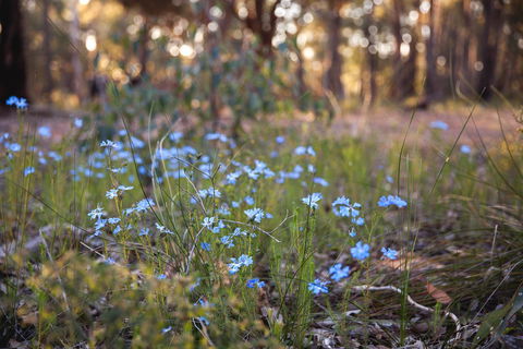Amaroo Retreat & Spa - Accommodation Georgetown 15