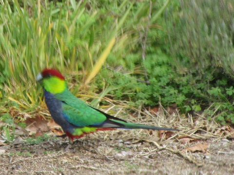 Di's Cabin In Dwellingup - Accommodation Georgetown 26