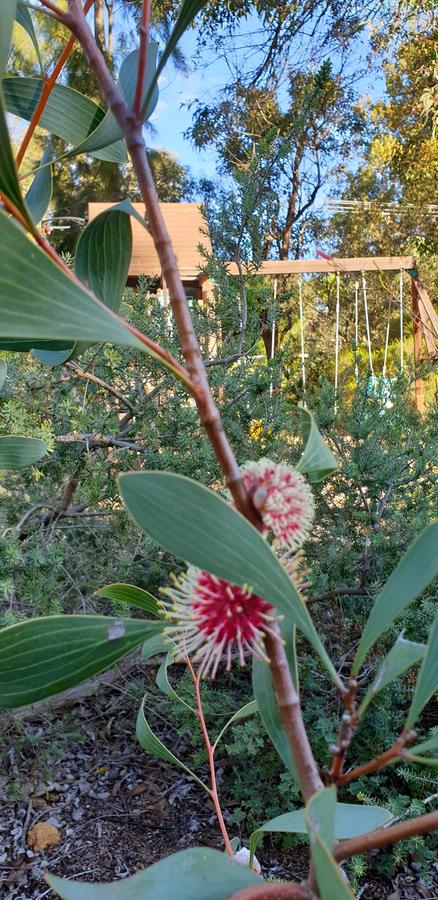 Di's Cabin In Dwellingup - Accommodation Georgetown 4