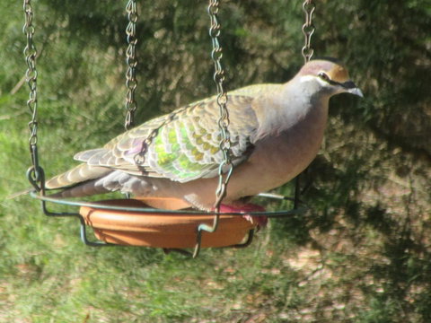 Di's Cabin In Dwellingup - Accommodation Georgetown 25