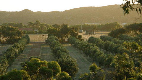 Bentwood Olive Grove Accommodation - Accommodation Georgetown 20