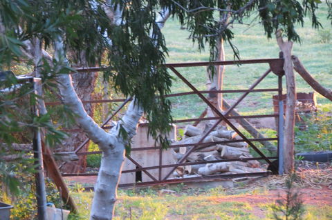 Bentwood Olive Grove Accommodation - Accommodation Georgetown 25
