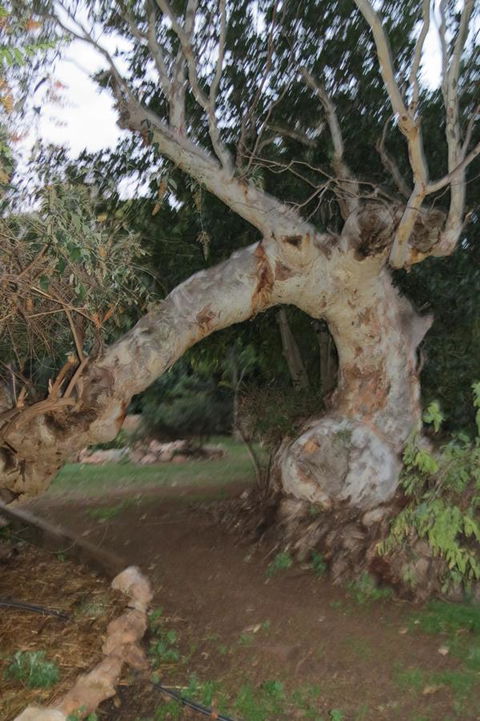 Bentwood Olive Grove Accommodation - Accommodation Georgetown 22