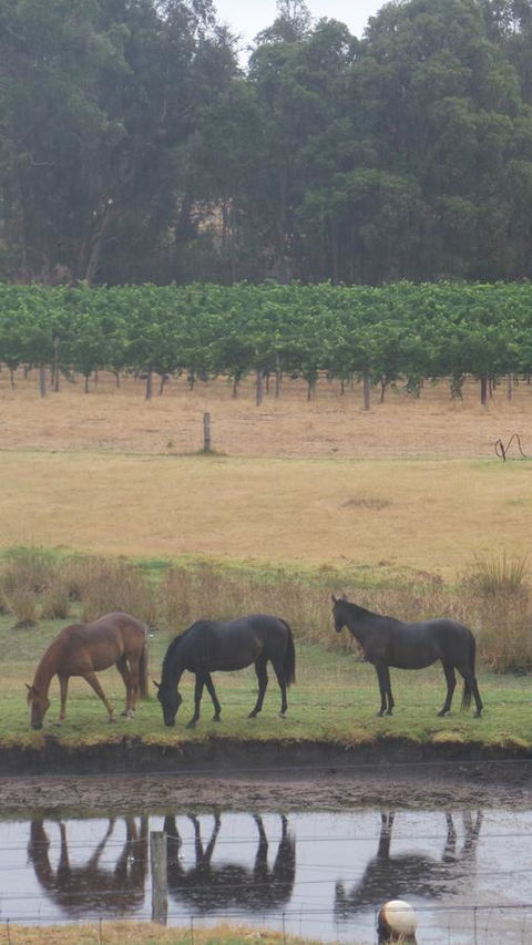 Windfall Estate Vineyard Cottage - Accommodation Georgetown 26