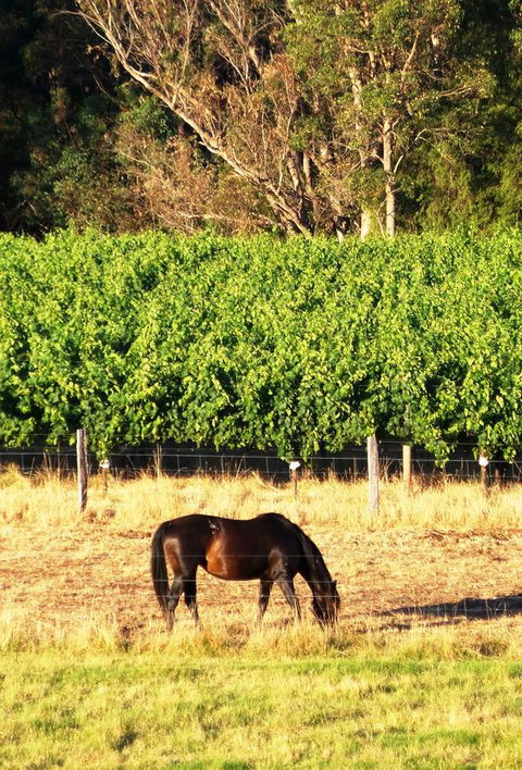 Windfall Estate Vineyard Cottage - Accommodation Georgetown 18