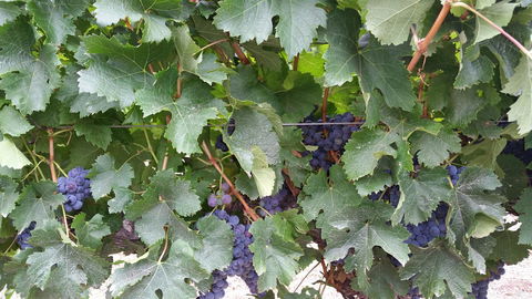 Windfall Estate Vineyard Cottage - Accommodation Georgetown 29