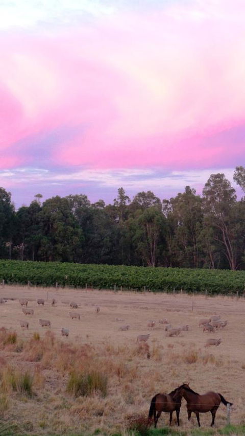 Windfall Estate Vineyard Cottage - Accommodation Georgetown 25