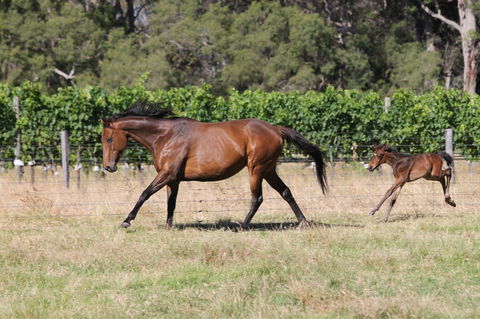Windfall Estate Vineyard Cottage - Accommodation Georgetown 17