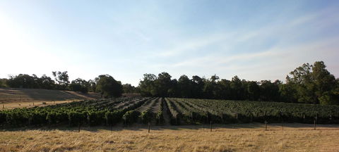 Windfall Estate Vineyard Cottage - Accommodation Georgetown 28