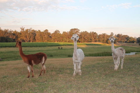 Windfall Estate Vineyard Cottage - Accommodation Georgetown 21
