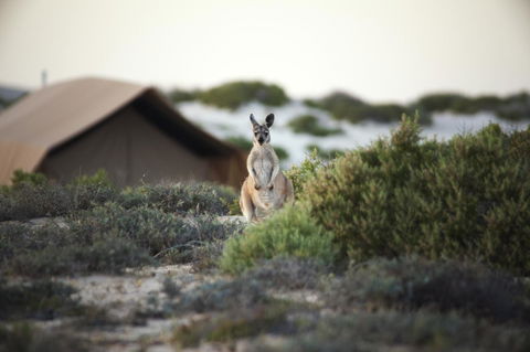 Sal Salis Ningaloo Reef - Accommodation Georgetown 32