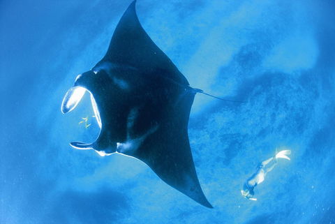 Sal Salis Ningaloo Reef - Accommodation Georgetown 28