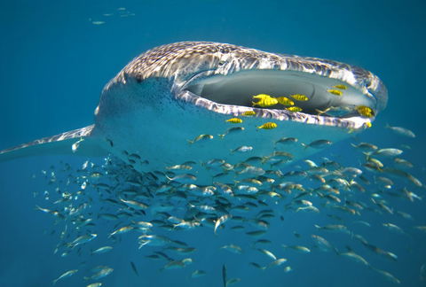 Sal Salis Ningaloo Reef - Accommodation Georgetown 20