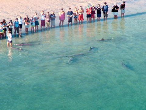 RAC Monkey Mia Dolphin Resort - Accommodation Georgetown 4
