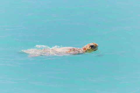RAC Monkey Mia Dolphin Resort - Accommodation Georgetown 20