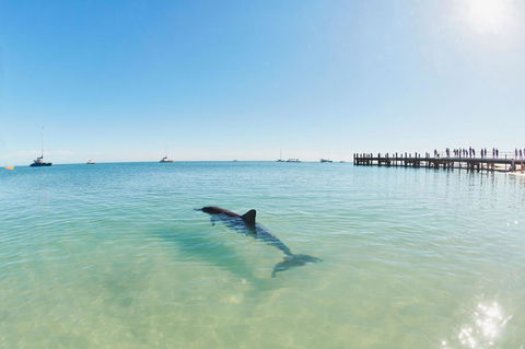 RAC Monkey Mia Dolphin Resort - Accommodation Georgetown 1