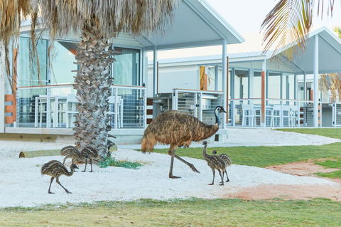 RAC Monkey Mia Dolphin Resort - Accommodation Georgetown 15