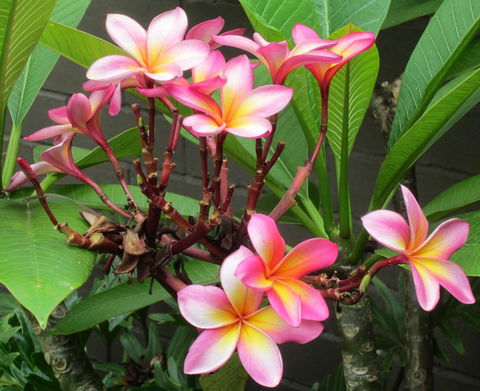 Garden Studio In Cottesloe - Accommodation Georgetown 13