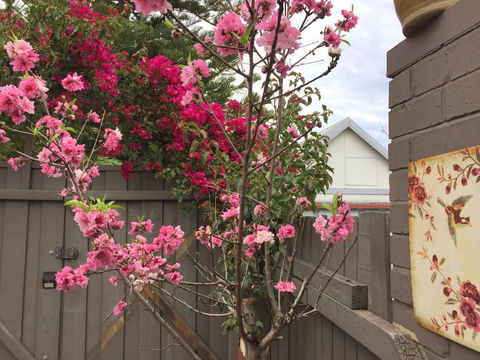 Garden Studio In Cottesloe - Accommodation Georgetown 10