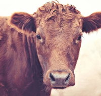 Redwing Farm Stay - Accommodation Georgetown