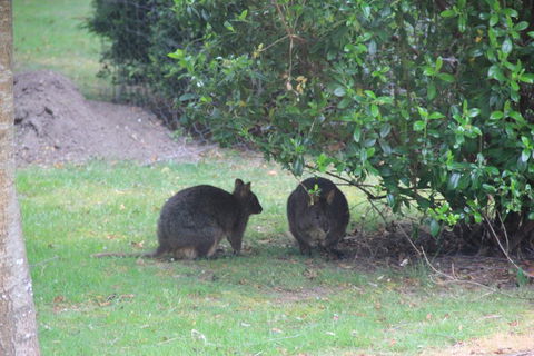 Tamar Valley Farm Stay - Accommodation Georgetown 1