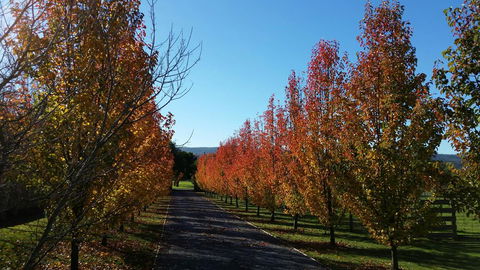Tamar Valley Farm Stay - Accommodation Georgetown 3