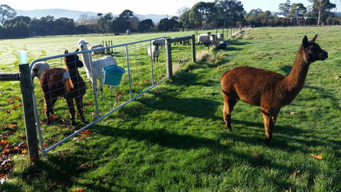 Tamar Valley Farm Stay - Accommodation Georgetown 2