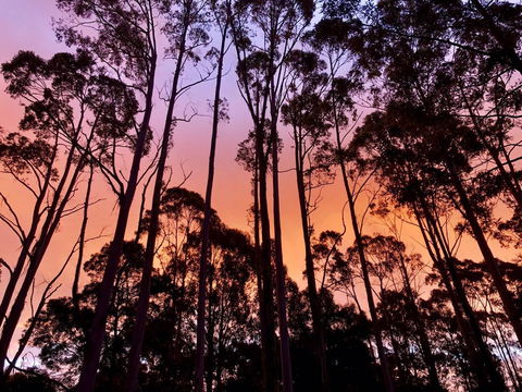 Lemonthyme Wilderness Retreat - Accommodation Georgetown 8