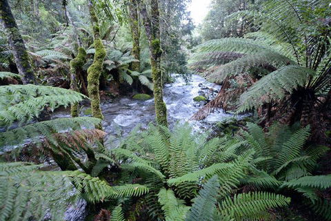 Lemonthyme Wilderness Retreat - Accommodation Georgetown 21