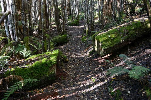 Lemonthyme Wilderness Retreat - Accommodation Georgetown 22
