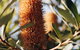 Dunkeld Studio Accommodation - thumb 19
