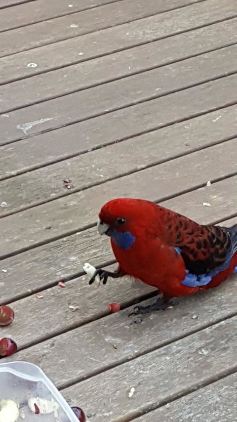 Wilsons Promontory Motel - Accommodation Georgetown 24