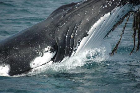 Wilsons Promontory Motel - Accommodation Georgetown 42