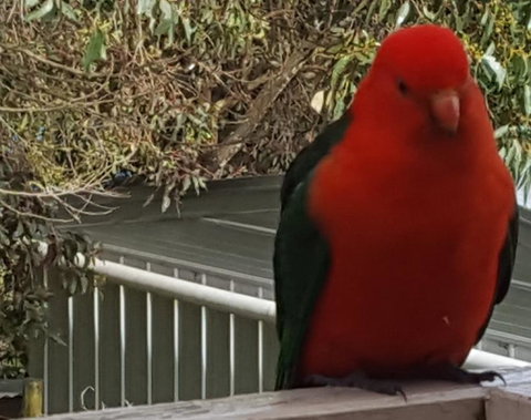 Wilsons Promontory Motel - Accommodation Georgetown 23