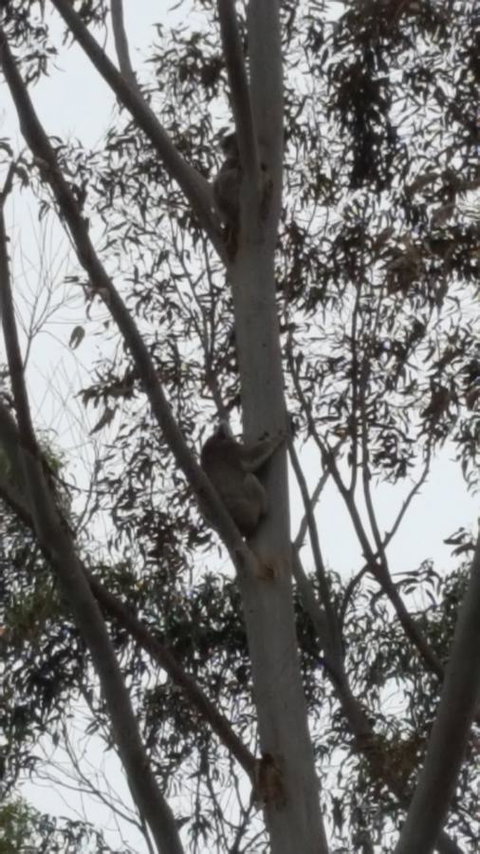 Wilsons Promontory Motel - Accommodation Georgetown 29