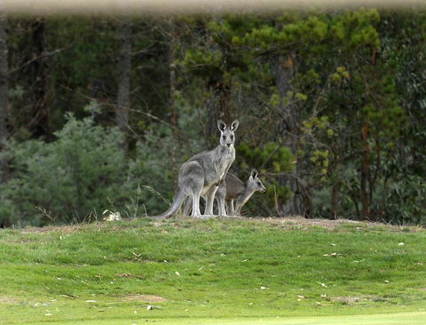 RACV Goldfields Resort - Accommodation Georgetown 20