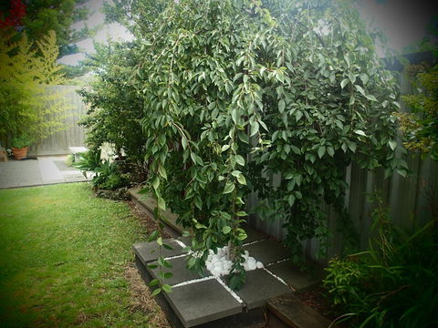 Azen Haven - Accommodation Georgetown 12