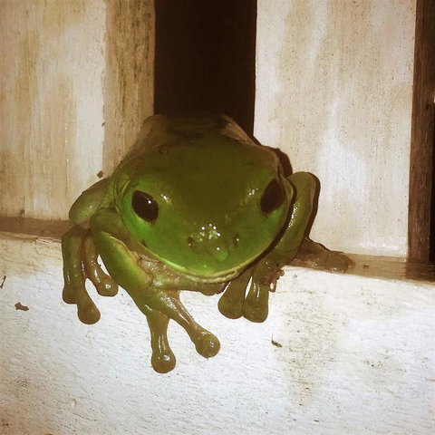 The Canungra Motel - Accommodation Georgetown 3