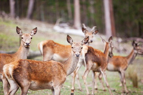 Villa Cervi Property - Accommodation Georgetown 0