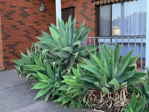 Vintage House In Bentleigh East - Accommodation Georgetown 1